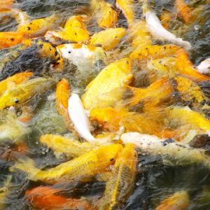 Topkwaliteit Japanse Koi