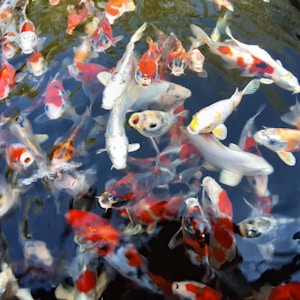 Topkwaliteit Japanse Koi