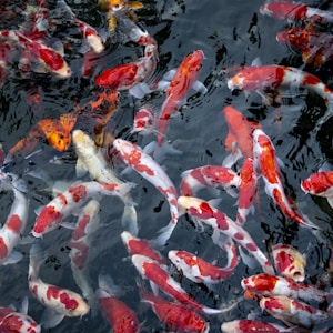 Topkwaliteit Japanse Koi