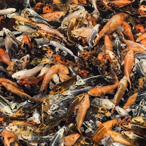 Topkwaliteit Japanse Koi