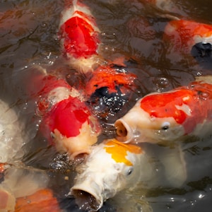 Topkwaliteit Japanse Koi